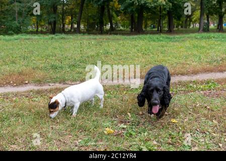 Zwei lustige Freunde: Cocker Terrier und Jack russell Terrier spielen im Herbst auf Gras in einem Park Stockfoto