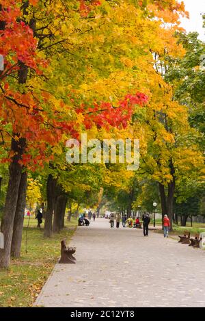 Menschen, die im Herbst die Gasse im Park mit gelben und roten Ahornbäumen entlang gehen Stockfoto