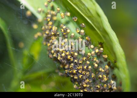 Spinnennest mit kleinen gelben Gartenspinnen araneus diadematus auf Blättern im Wald Stockfoto