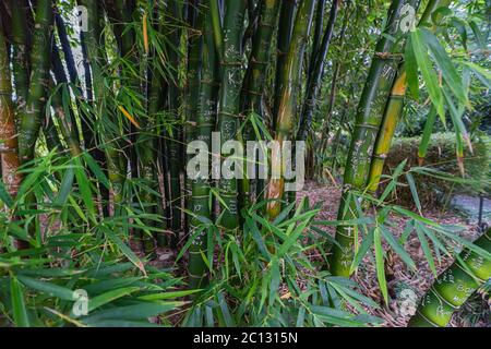 Bambuspflanzen mit romantischen Liebesbotschaften in Sydney, Australien Stockfoto