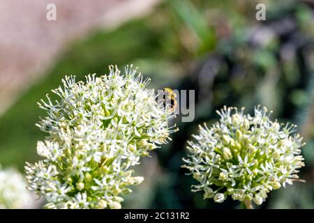 Hummel auf White Allium in Steamboat Springs Botanical Gardens. Stockfoto