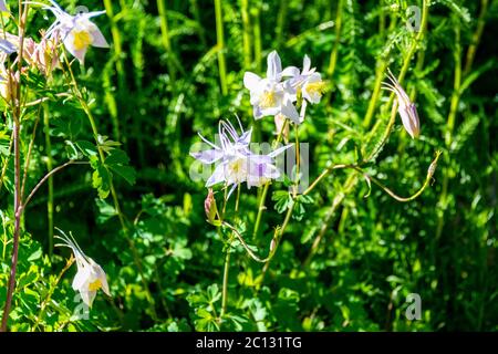 Blühende Säulengärten im Steamboat Springs Botanical Garden. Hochwertige Fotos Stockfoto