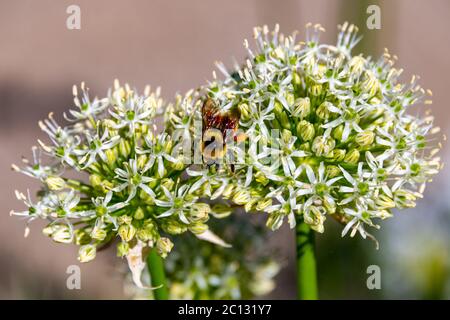 Hummel auf White Allium in Steamboat Springs Botanical Gardens. Stockfoto