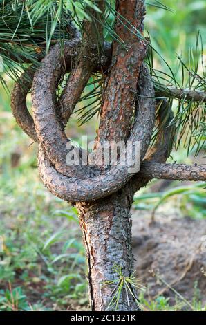 Der Knoten besteht aus einem Tannenzweig am Stamm Stockfoto