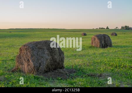 Große alte verpresster Runde Heuballen gestapelt im landwirtschaftlichen Bereich. Stockfoto