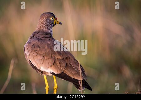 Ein afrikanischer Kiebitz (Vanellus senegallus) am Boden im frühen Morgenlicht im Queen Elizabeth National Park Uganda Stockfoto