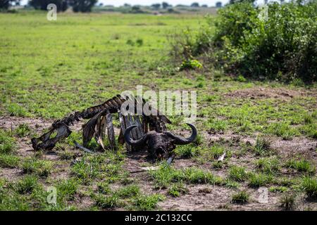 Skelett eines toten Kapbüffels (Syncerus Caffer), der von Geiern sauber gepflückt wurde, Queen Elizabeth National Park, Uganda Stockfoto