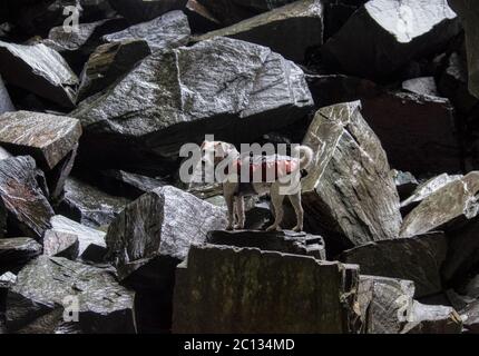 Jack Russell in einer Höhle Stockfoto