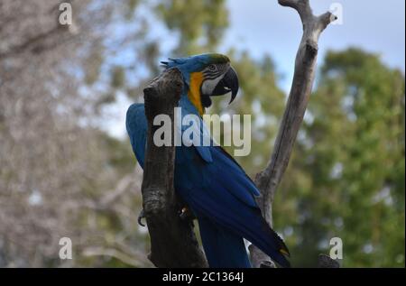 Attraktiver blau-goldener Papagei auf einem Baum, der über seine Schulter blickt. Stockfoto