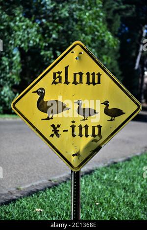 Langsam geht Entenüberquerung. Stockfoto