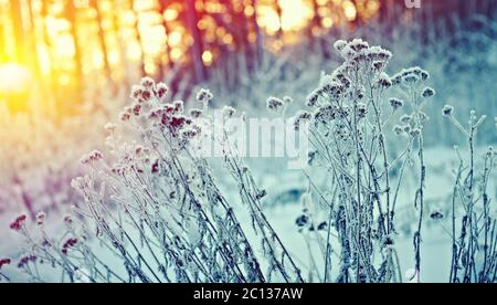 Winterlandschaft. Winter-Szene Stockfoto