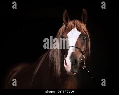 Portrait eines reinrassigen arabischen Fuchshengstes auf schwarzem Hintergrund Stockfoto