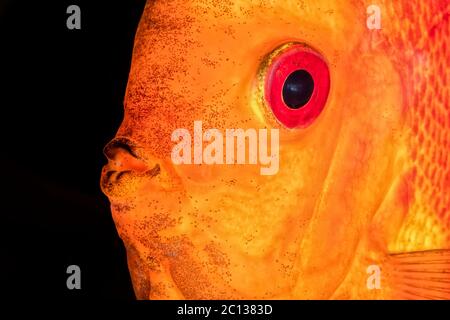 Schönes Porträt von rot-orange Diskusfische Stockfoto