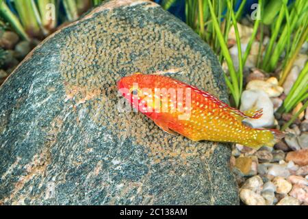 Porträt eines Buntbarschs (Hemichromis sp.) im Aquarium Stockfoto