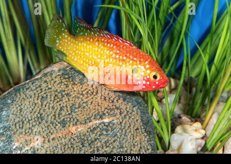 Porträt eines Buntbarschs (Hemichromis sp.) im Aquarium Stockfoto