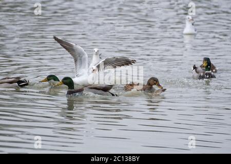 Enten und Möwen auf dem See Stockfoto