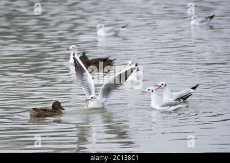 Enten und Möwen auf dem See Stockfoto