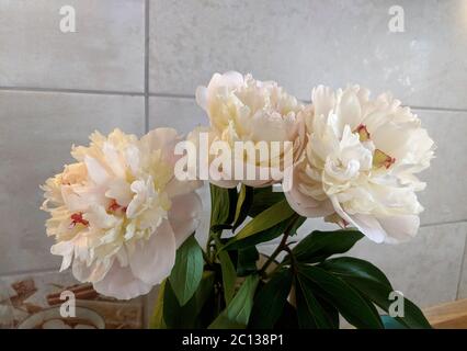 Drei weiße Pfingstrosen Blumen Bouquet Stockfoto