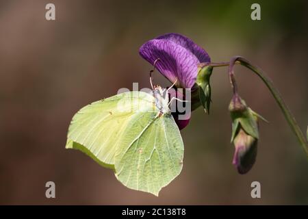Gemeiner Schwefel-Schmetterling (Gonepteryx rhamni) in einer Blume thront und in Portugal fotografiert. Stockfoto