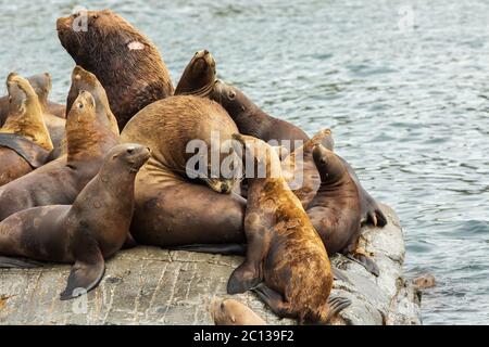 Rookery Steller Seelöwen. Insel im Pazifischen Ozean in der Nähe von Kamtschatka. Stockfoto