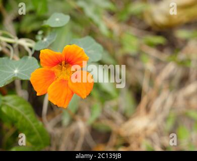 Wilde Kapuzinerkresse (Tropeolum-Pflanze). Stockfoto