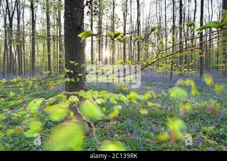 Sonnenschein im Frühling blühenden Wald Stockfoto