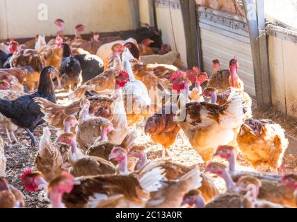 Bio-Hühnerzucht in ihren Tierheimen Stockfoto