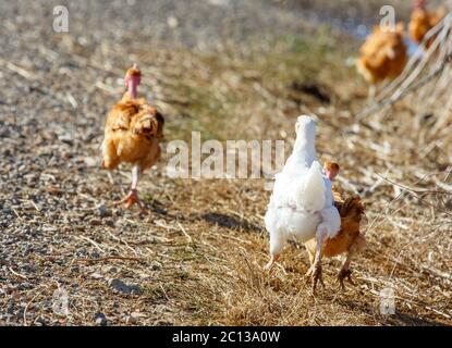 Hühnerherde wandern frei in einem saftig grünen Paddock einer Bio-Zucht Stockfoto