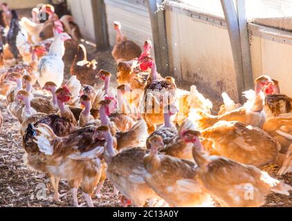 Bio-Hühnerzucht in ihren Tierheimen Stockfoto