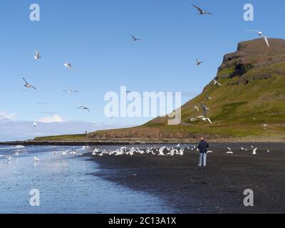 Möwen auf einem schwarzen Lavastrand bei Olafsvik in Island Stockfoto