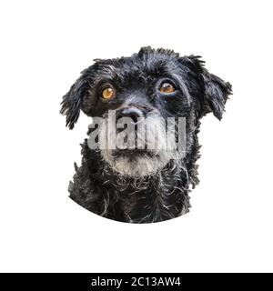 Schwarzer Hundekopf Isoliert Stockfoto