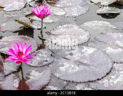 Zwei leuchtend rosa Seerosenblüten umgeben von Seerosenballen in einem Teich mit Kopierraum Stockfoto