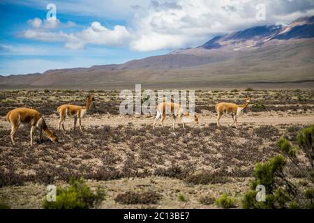 vicunas in der Nähe des Vulkans, Wolken und blauer Himmel Stockfoto