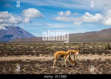 vicunas in der Wüste nahe dem Vulkan, Wolken und blauer Himmel Stockfoto