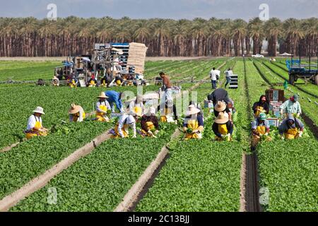 Spinat, 'Spinacea oleracea' Ernte, Ausrüstung & hispanische Arbeiter Ernte & Verpackung reifen Ernte, Datum Palmenplantage im Hintergrund. Stockfoto