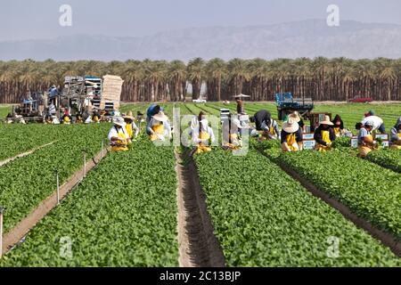 Spinat, 'Spinacea oleracea' Ernte, Ausrüstung & hispanische Arbeiter Ernte & Verpackung reifen Ernte, Datum Palmenplantage im Hintergrund. Stockfoto