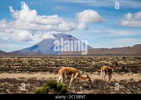 vicunas in der Wüste nahe dem Vulkan, Wolken und blauer Himmel Stockfoto