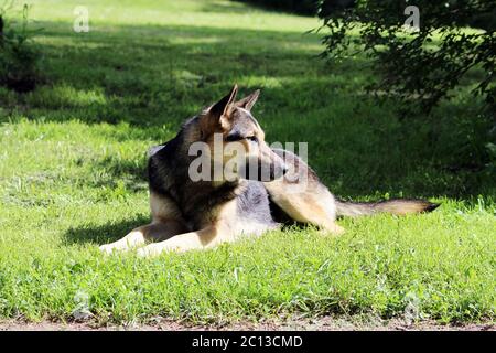 Hund sonnt sich in der Sonne, während er im Park auf dem Gras liegt. Stockfoto