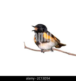 Amerikanischer Rotstarter (Setophaga ruticilla) männlicher Gesang, isoliert auf weißem Hintergrund. Stockfoto