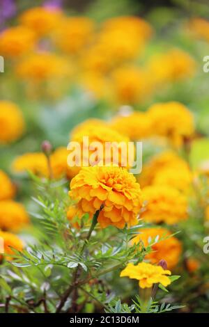 Ringelblumen Tagetes erecta, mexikanische Ringelblume, Azteken, Afrikaner Stockfoto