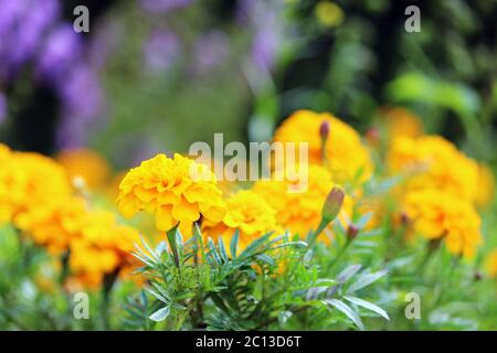 Ringelblumen Tagetes erecta, mexikanische Ringelblume, Azteken, Afrikaner Stockfoto