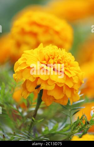 Ringelblumen Tagetes erecta, mexikanische Ringelblume, Azteken, Afrikaner Stockfoto