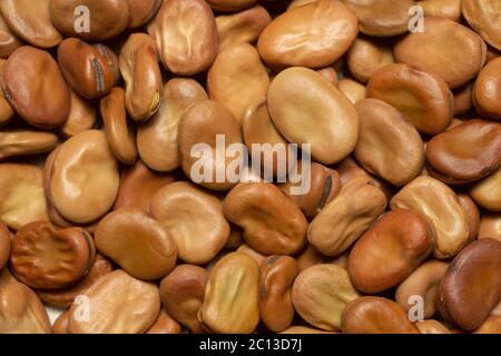 Broad Bean Samen, Variety Aquadulce, fotografiert im Studio. Stockfoto