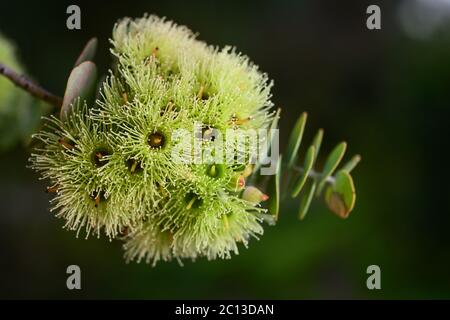 Gelbe Blüten des Buchblatt-Mallee-Baumes. Stockfoto