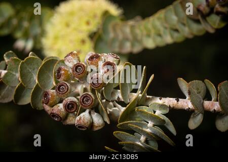 Winter blühende Eucalyptus kruseana alson wissen und Buch-Blatt amllee. Dieser einheimische australische Kaugummibaum ist in Westaustralien endemisch. Stockfoto