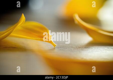 Zufällige Formen von Sonnenblumenblättern auf einem Tisch. Stockfoto