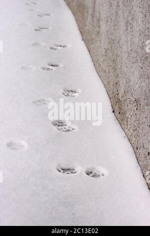 Schneebedeckte Kruste, Spuren von Katzen, weißer Hintergrund. Stockfoto