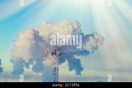 Winterlandschaft. Frozenned Blume Stockfoto