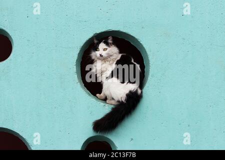 schwarze und weiße langhaarige Katze sitzt in das Loch an der türkisfarbenen Wand. Stockfoto