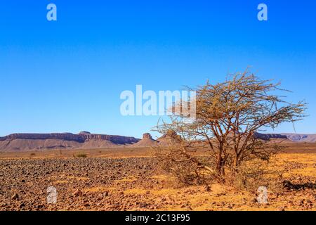 Schönen marokkanischen Berglandschaft mit Akazie im Vordergrund Stockfoto